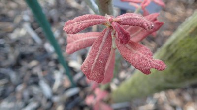 Quercus marilandica - dub marylandský